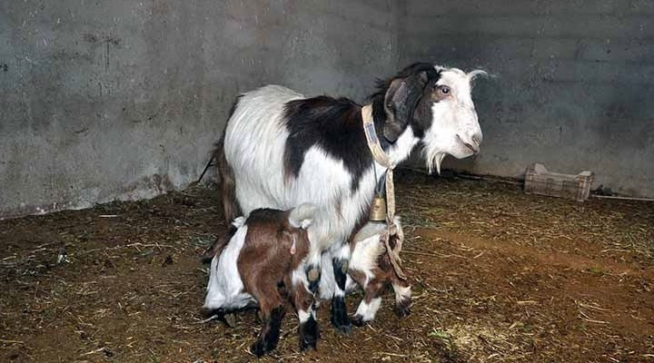 Osmaniye’de çift cinsiyetli ikiz oğlak doğdu - Resim : 1