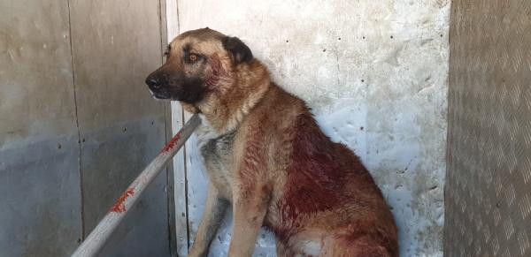 Tüfekle köpeği yaraladı! Vahşete savunması pes dedirtti - Resim : 1