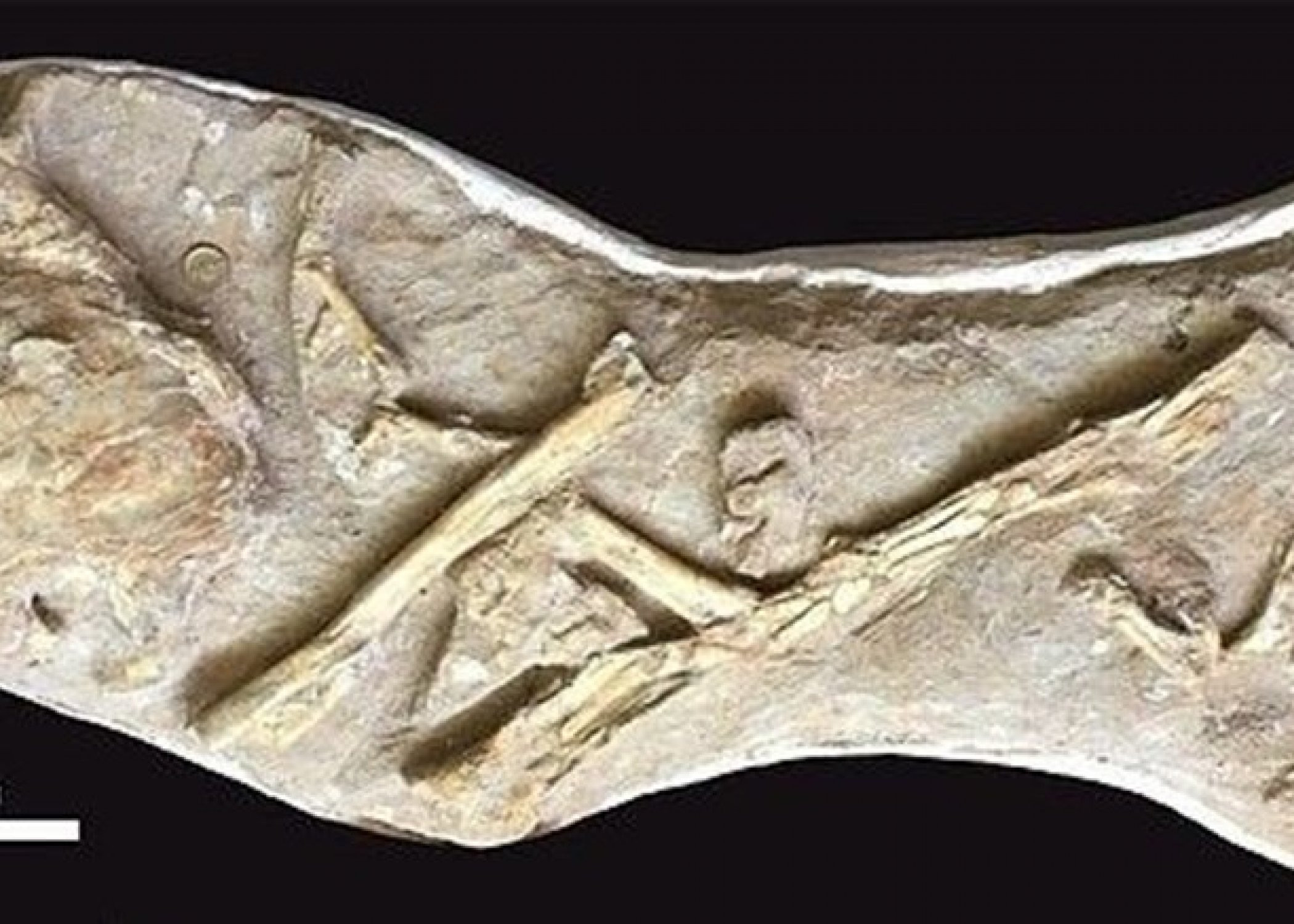 İngiltere'de 66 milyon yıllık balık fosili bulundu - Resim : 2