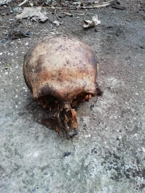 Antalya'da bahçede insan kafatası bulundu - Resim : 1