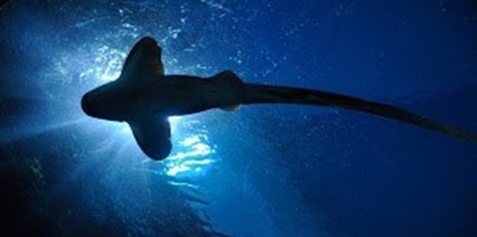 Bilim dünyasını heyecanlandıran köpek balığı keşfi - Resim : 1