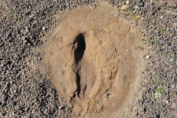 Kula-Salihli UNESCO Global Jeoparkı'ndaki ayak izlerinin kaç yıllık olduğu belli oldu - Resim : 2