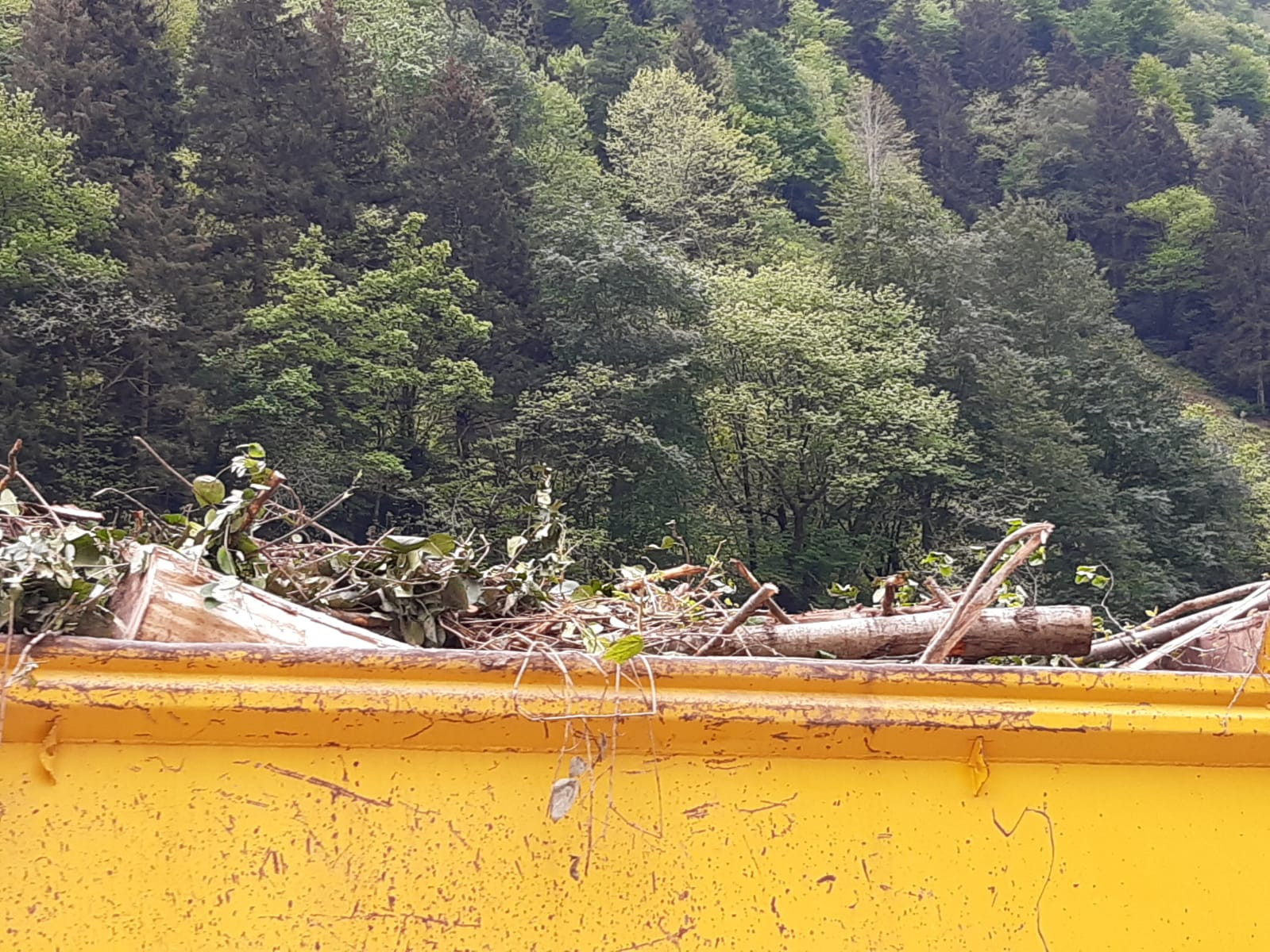 İkizdere'de 'bakan geliyor' hazırlığı: Cengiz İnşaat kestiği ağaçları bölgeden kaçırıyor - Resim : 3