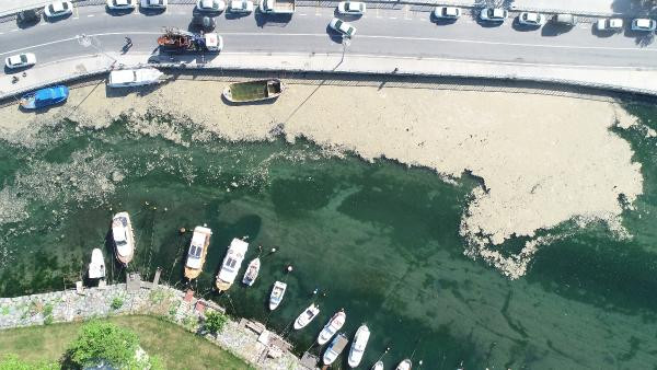 Felaketin önüne geçilecek mi? İstanbul açıklarında müsilaj adası - Resim : 1