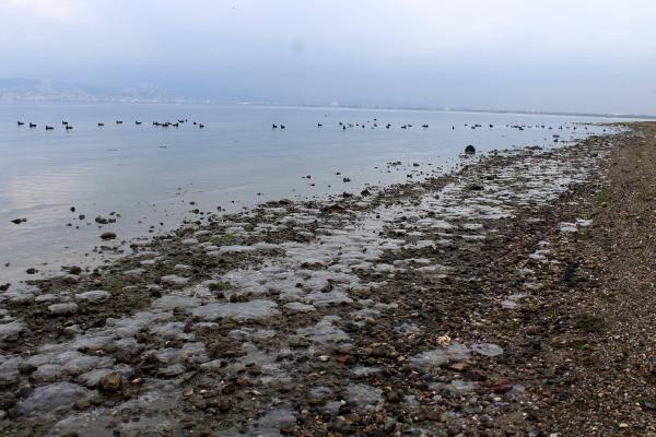 Korkutan gelişme: Binlerce ölü denizanası kıyıya vurdu - Resim : 1