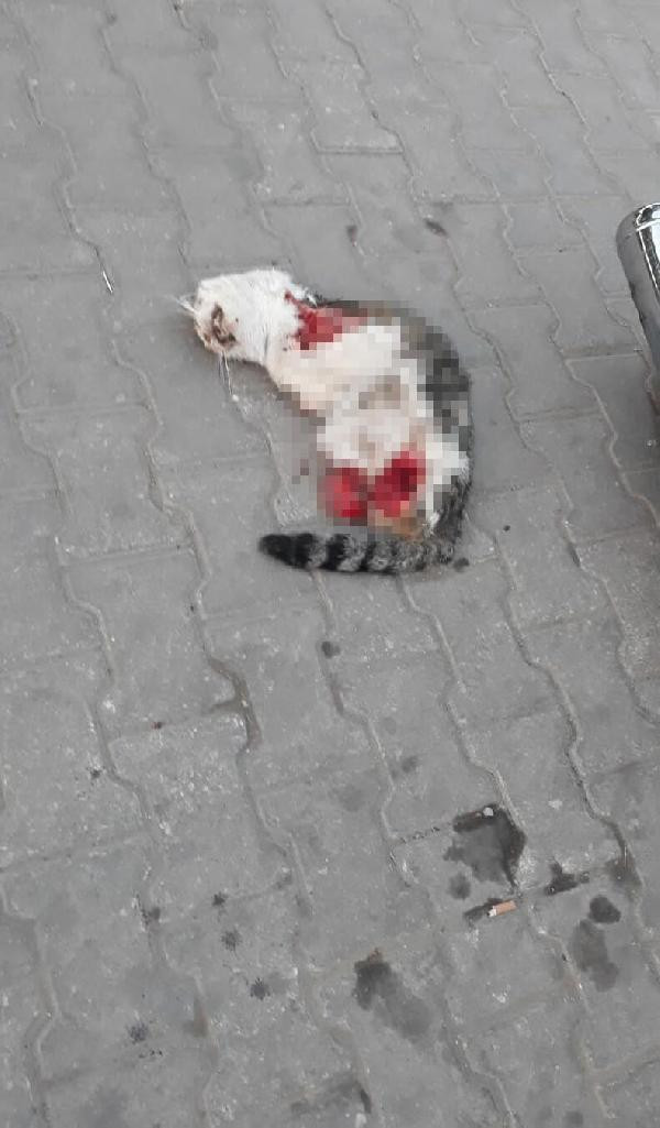 Turgutlu'da vahşet: Yine 4 bacağı da kesik kedi ölüsü bulundu - Resim : 1