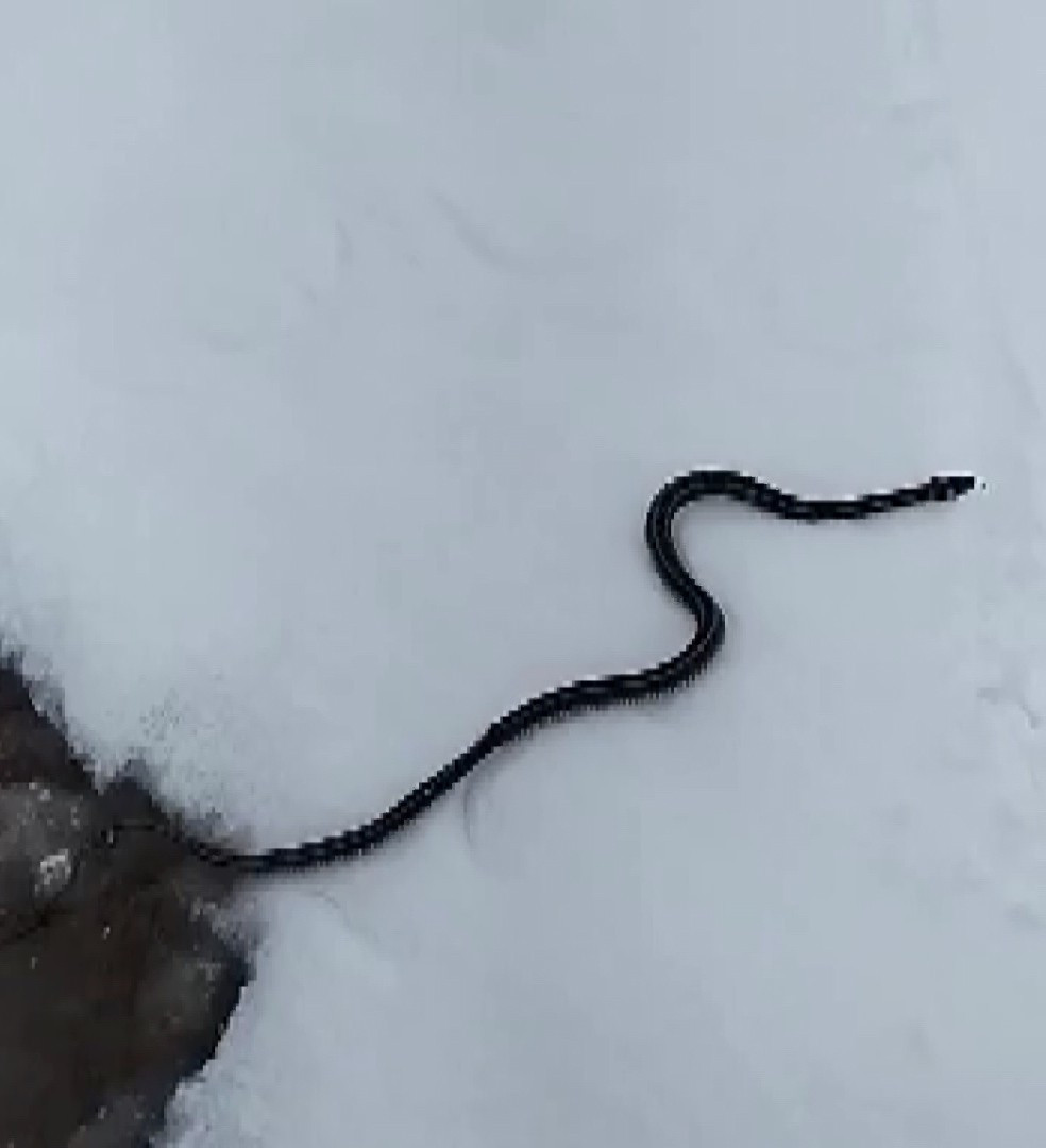 Muş'ta kar üzerinde yılan görüntülendi: Bilim dünyası şaşkın - Resim : 1
