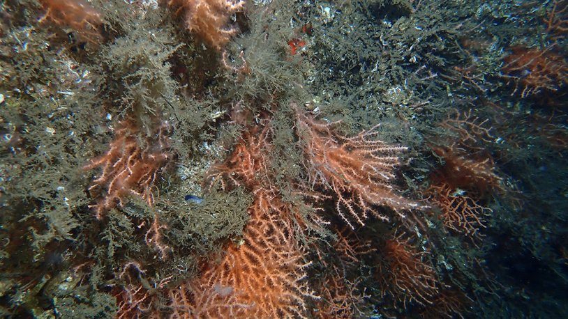Marmara'dan ilk veriler: Müsilaj mercan ve sünger popülasyonunu olumsuz etkiledi, 'fırsatçı türde' artış var - Resim : 1