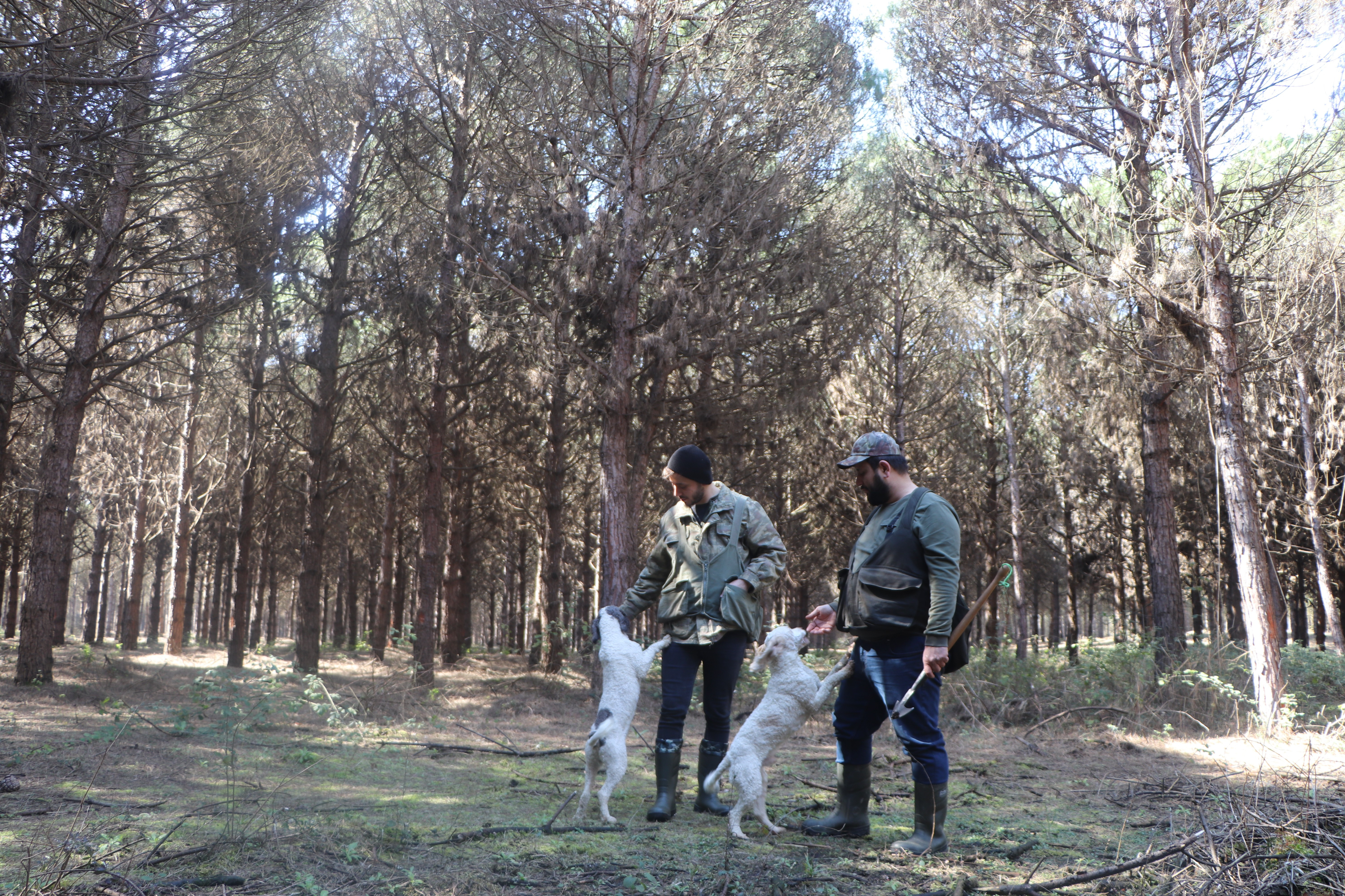 Samsun'da dünyanın en pahalı mantarını özel eğitilen köpekler buluyor: İşte kilogram fiyatı... - Resim : 1