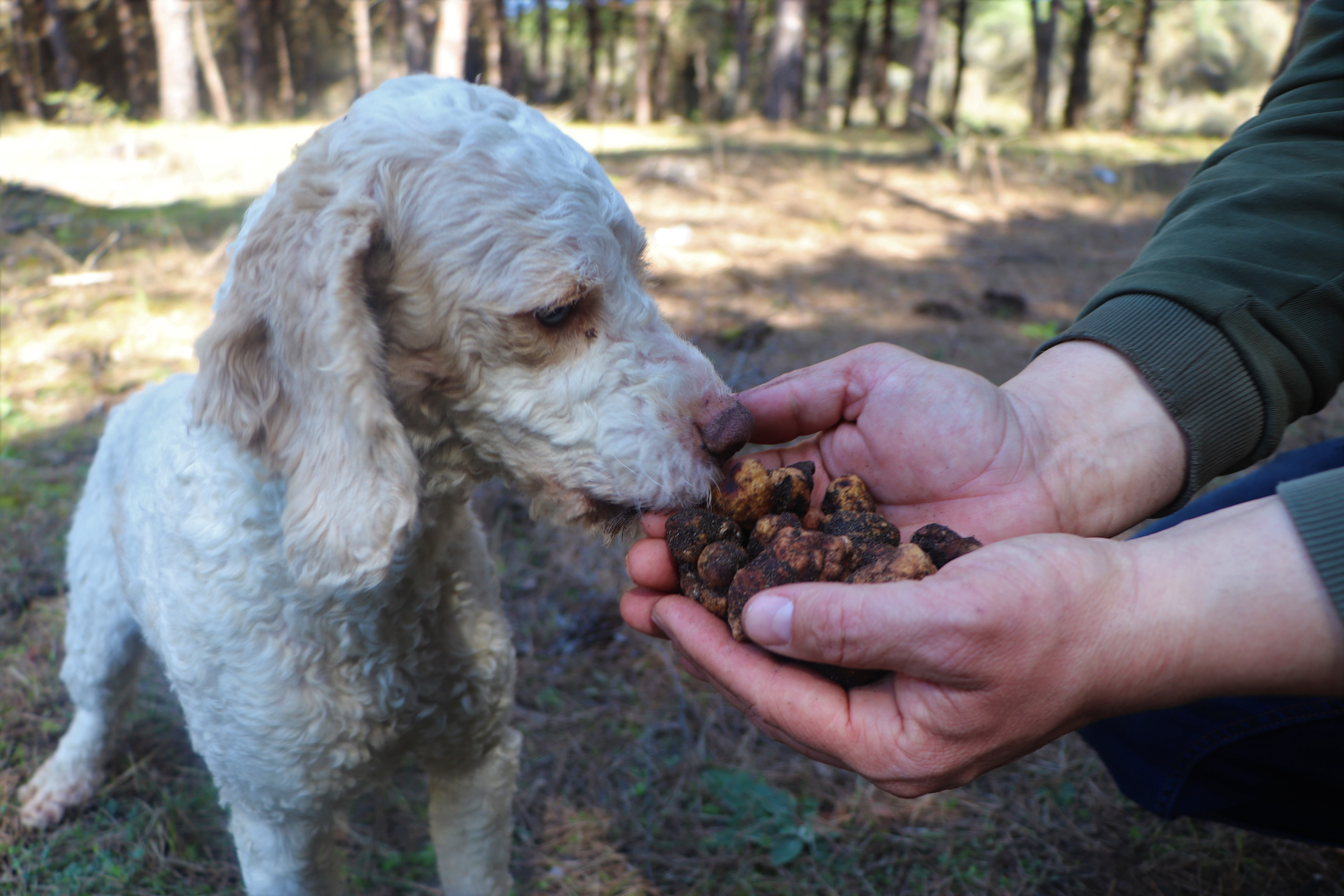 Samsun'da dünyanın en pahalı mantarını özel eğitilen köpekler buluyor: İşte kilogram fiyatı... - Resim : 2