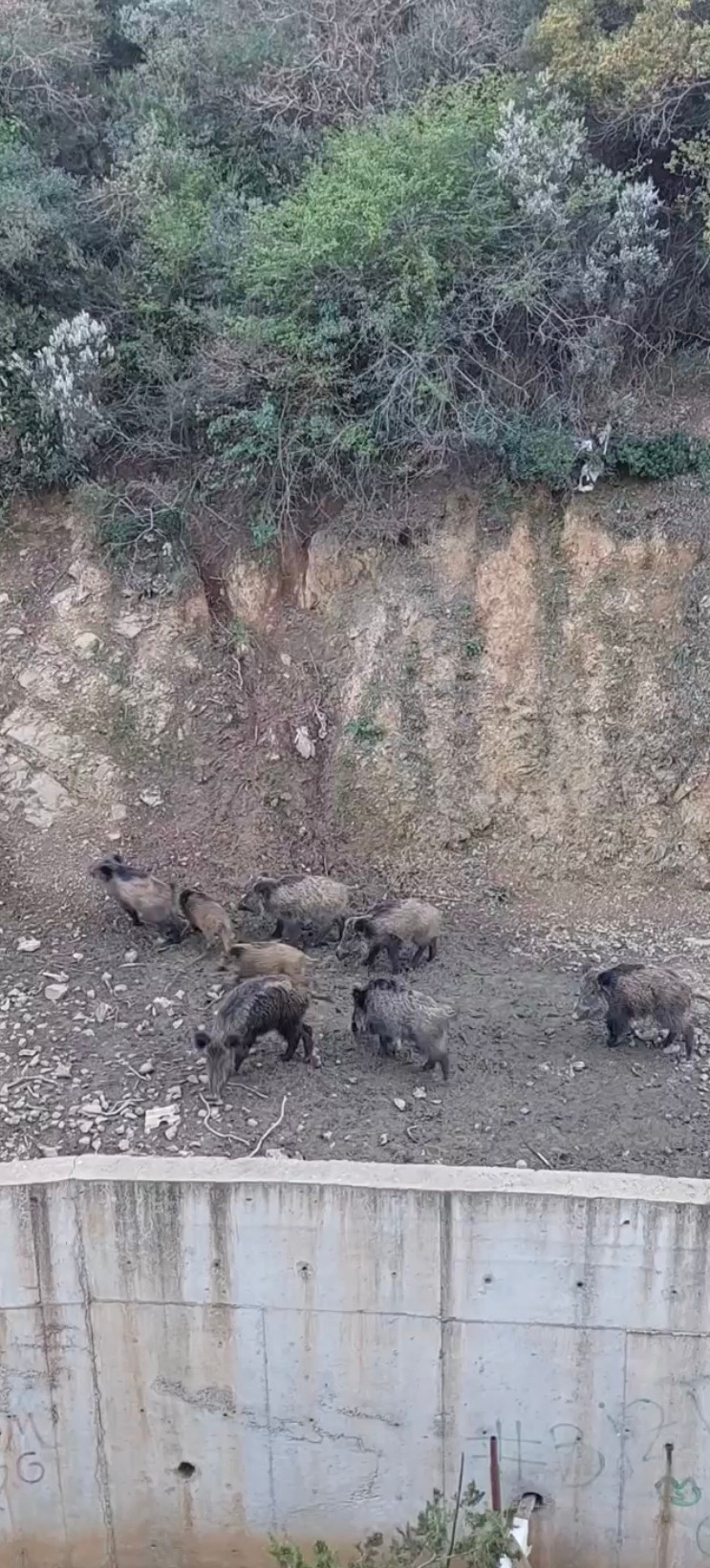 Sarıyer'de domuzlar şehir merkezine indi - Resim : 1