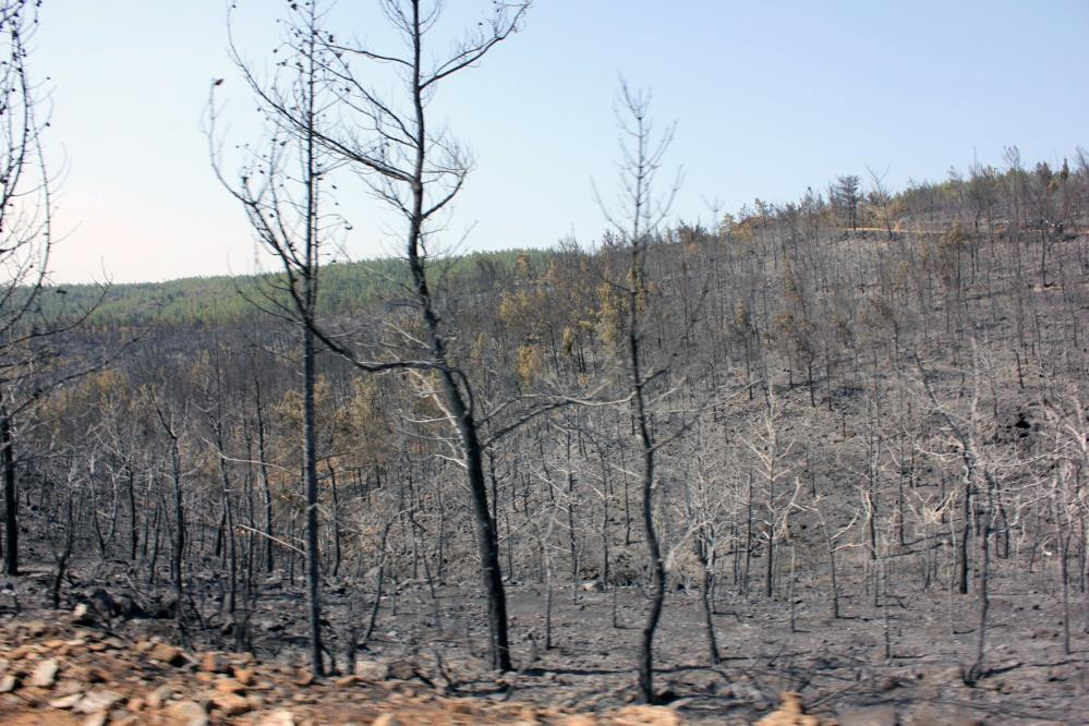 Marmaris'te orman yangınında üçüncü gün | Soylu 'tespitimiz var' demişti, 1 kişi gözaltına alındı - Resim : 1