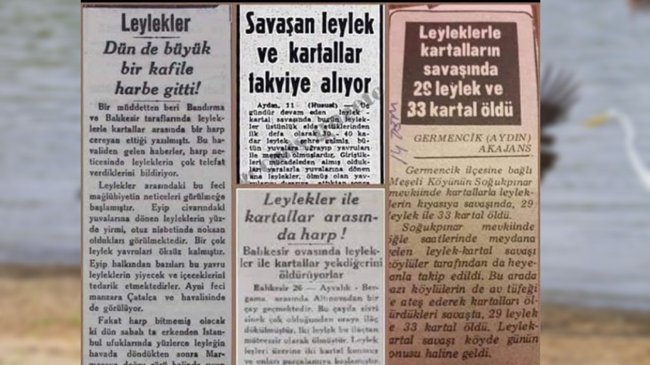 Dünya basını da yakından takip etti: Türkiye'deki leylekler ile kartallar arasındaki savaşta insanlar kimin yanında saf tuttu? - Resim : 1