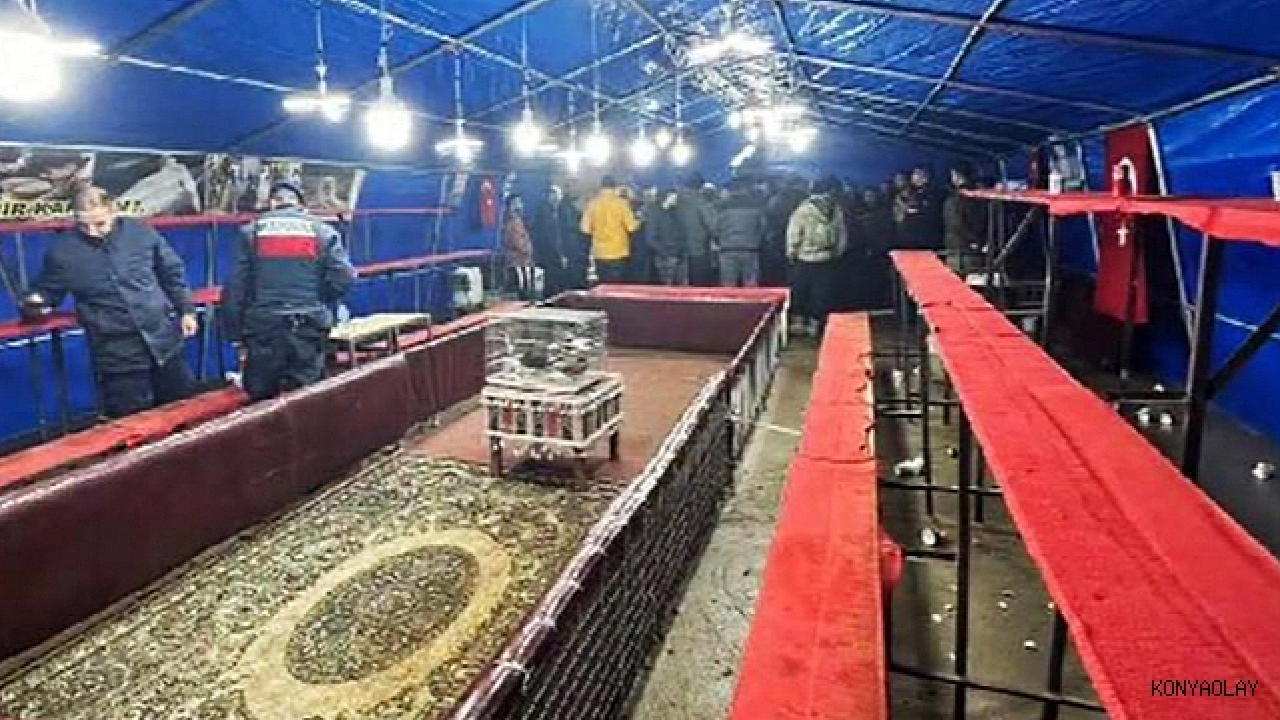 Kümes Hayvanlarını Koruma Derneğine ‘Horoz Dövüşü’ operasyonu