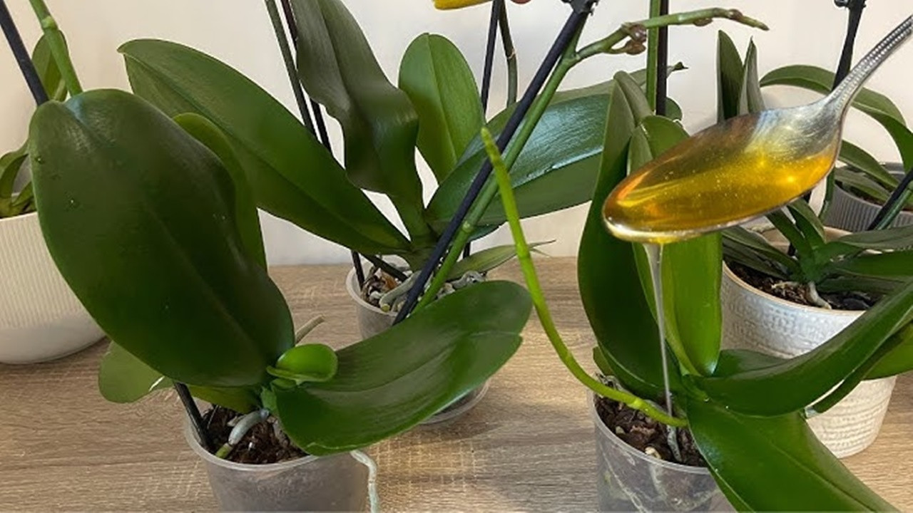 Orkide daha hızlı nasıl açar? Orkide bakımında işe yarar 5 bilgi