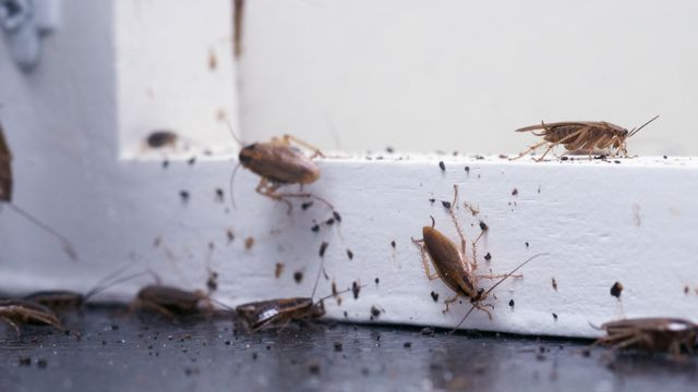 Hamam böcekleri kaçacak yer arayacak: Hamam böceklerini doğal yoldan uzaklaştırmanın sırrı bulundu. Bu karışımı hazırlayıp koymanız yeterli - Resim: 2