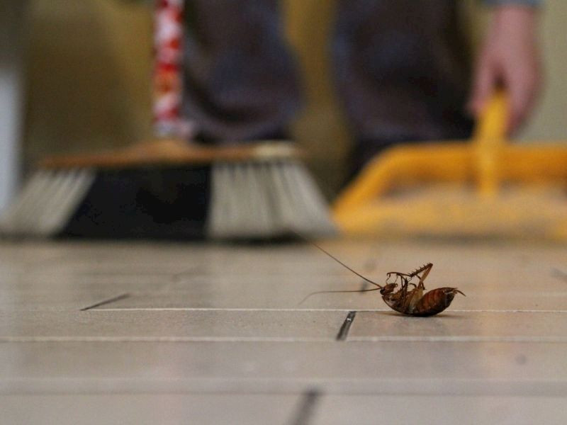 Hamam böcekleri kaçacak yer arayacak: Hamam böceklerini doğal yoldan uzaklaştırmanın sırrı bulundu. Bu karışımı hazırlayıp koymanız yeterli - Resim: 1