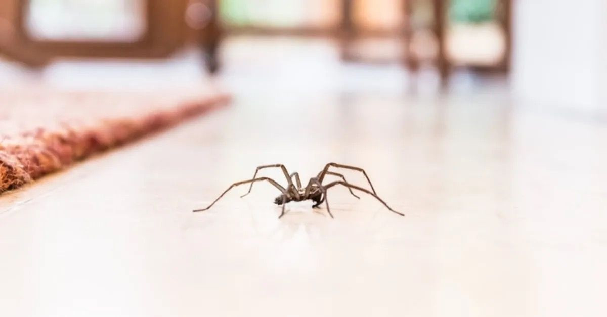 O hatalardan uzak durun: Örümcekleri evinize davet ediyor olabilirsiniz. Evde örümcek varsa sebebi bu olabilir - Resim: 1