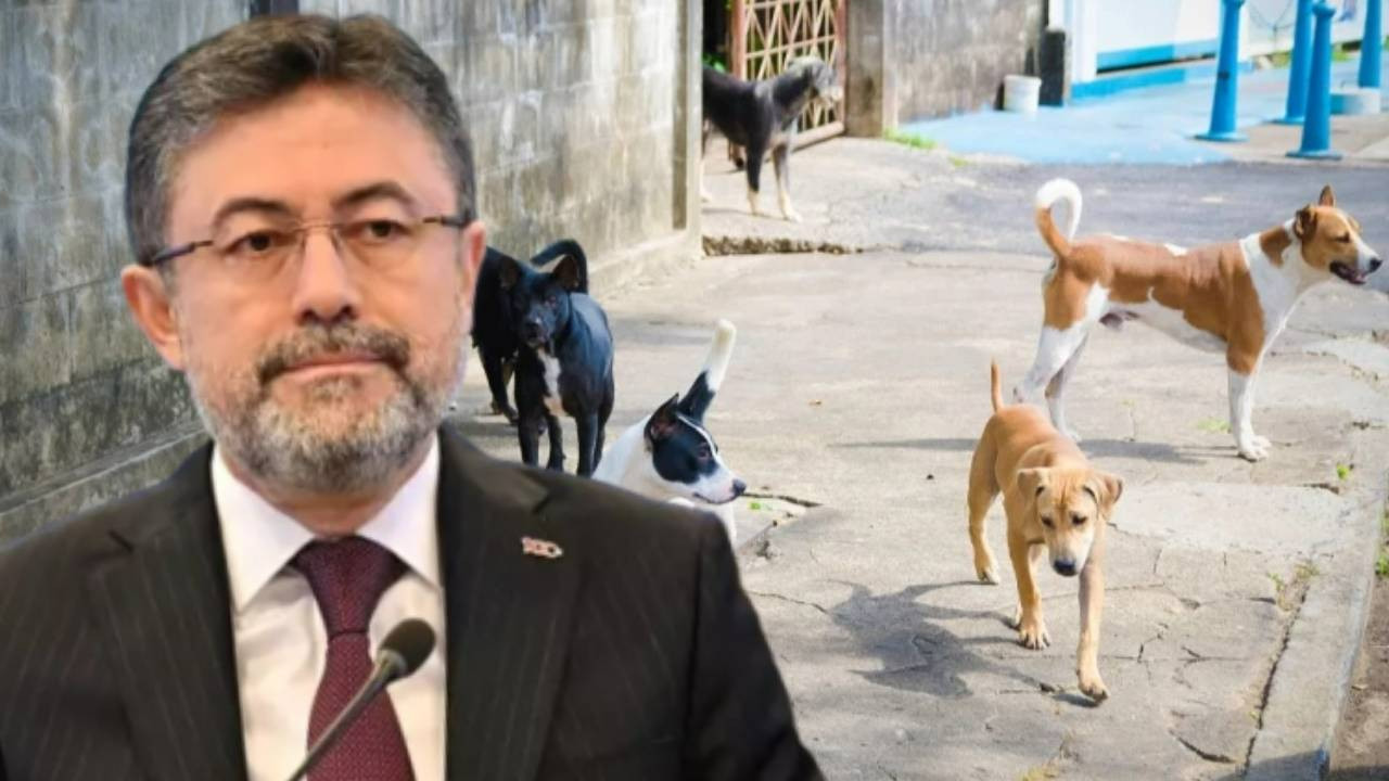 Bakan Yumaklı’dan 'sokak hayvanları' açıklaması: Yasal düzenleme gerekiyorsa yapılacak