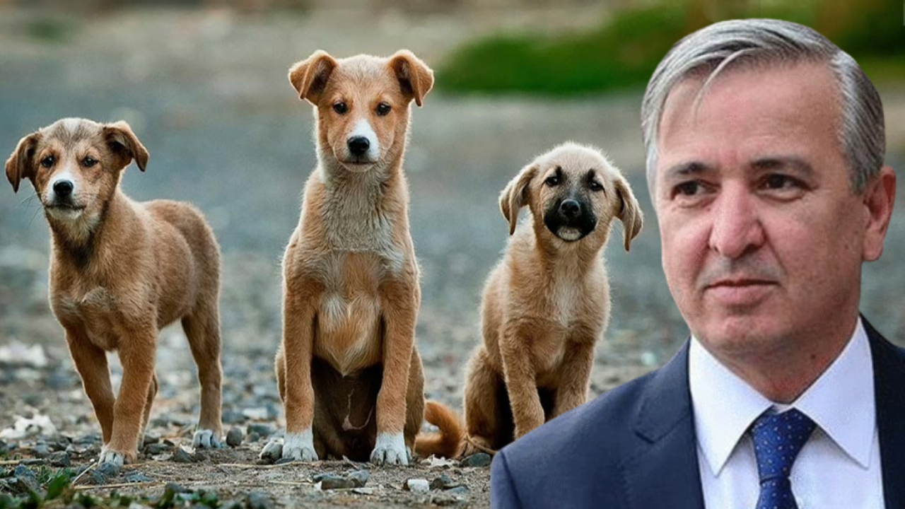 Erdoğan'ın eski metin yazarı köpek katliamını böyle savundu: "Yaşamak için öldürmek gerek"