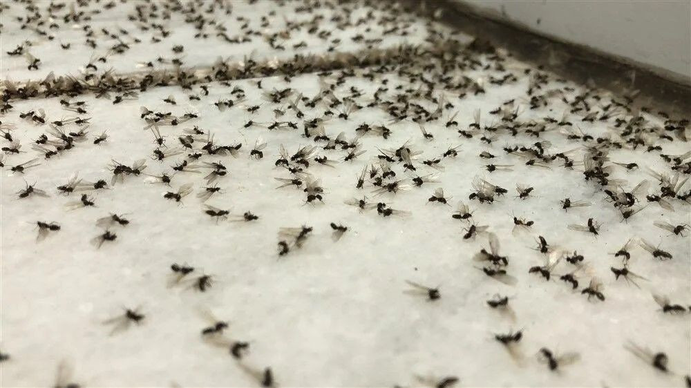 Evinizdeki minik sinekleri yok eden doğal çözüm! Pahalı ilaçlara gerek yok - Resim: 2