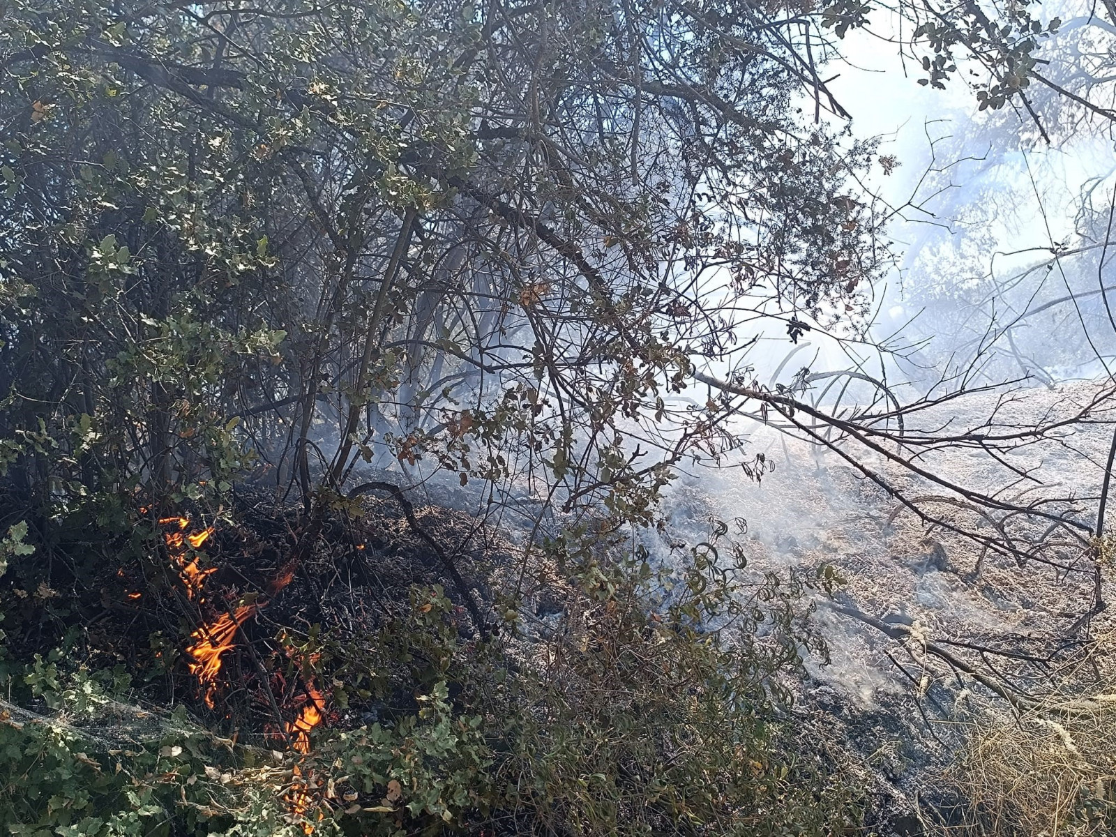 İzmir, Manisa, Bursa'dan Sonra Kütahya da Alevlere Teslim - Resim : 1