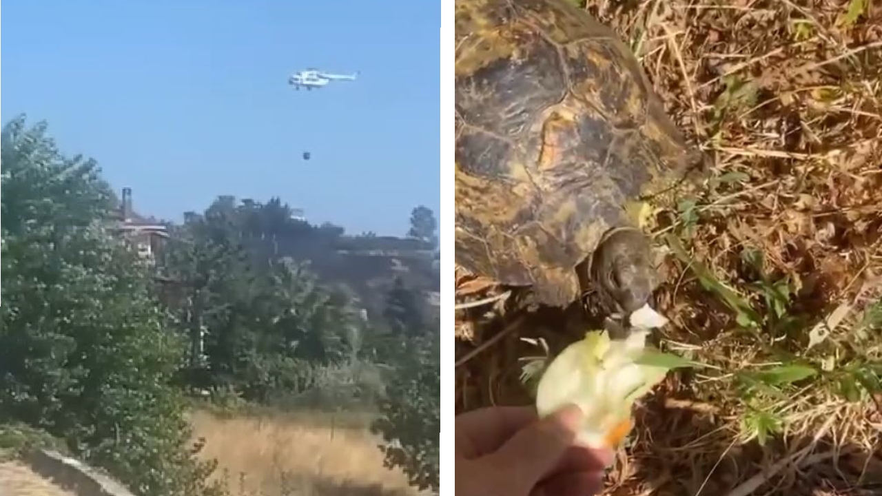 Beylikdüzü'nde Otluk Alanda Yangın! Kaplumbağa Yangından Son Anda Kurtarıldı
