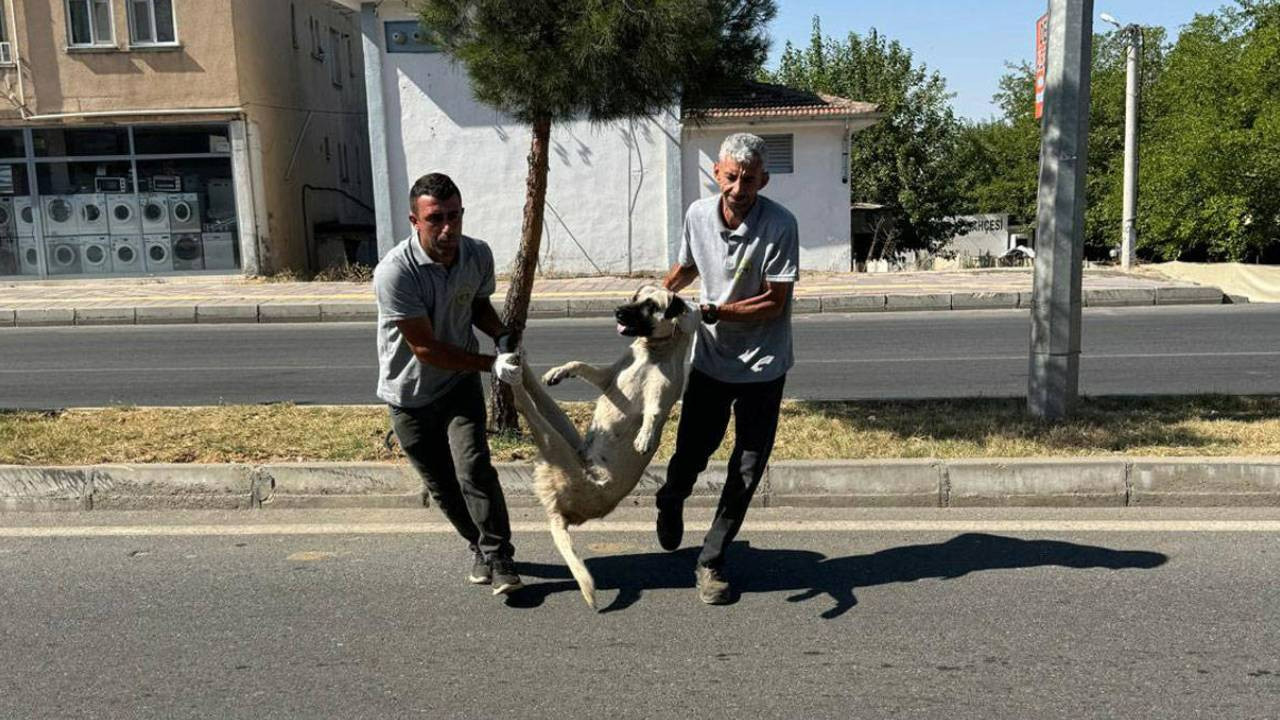 Silvan Belediyesi'nden Tepki Çeken 'Başıboş Köpek' Paylaşımına Açıklama