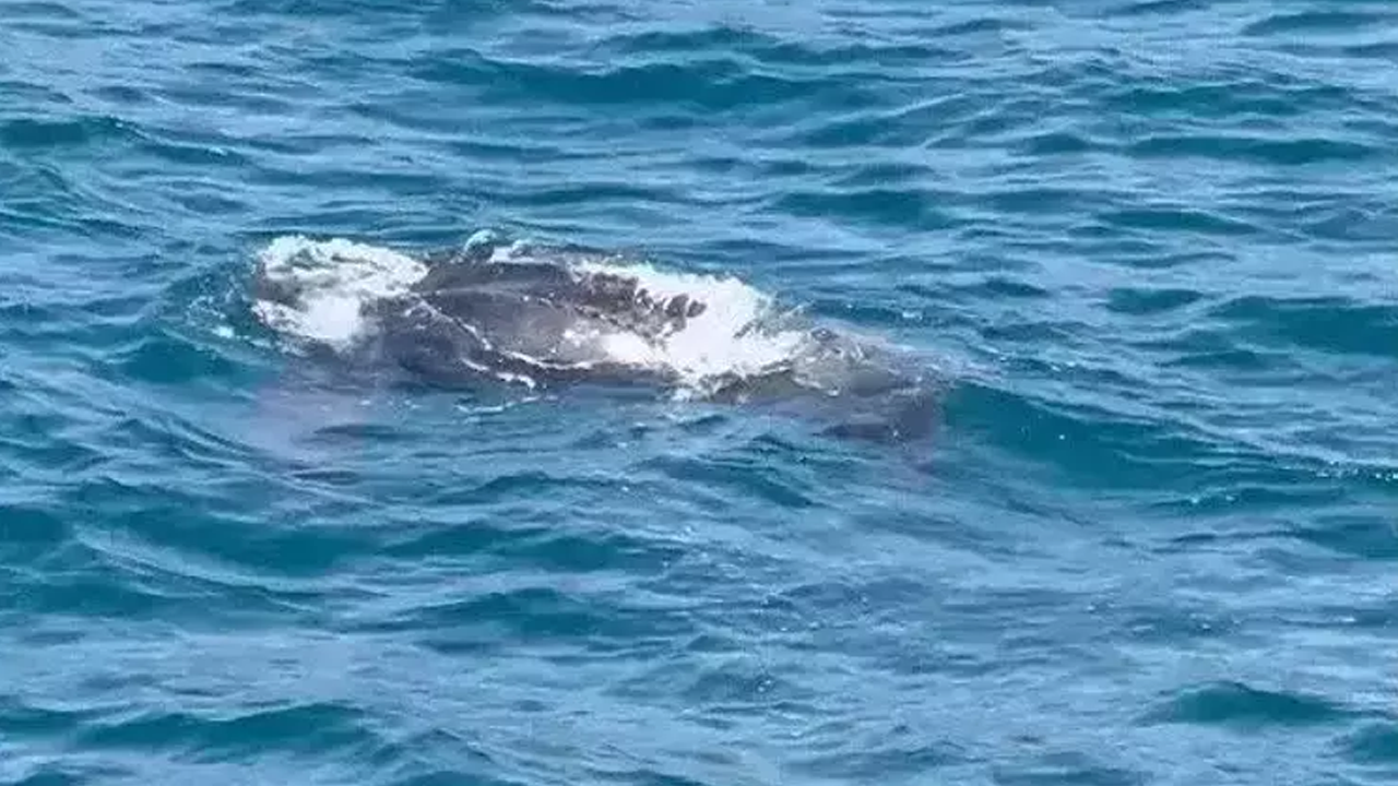 İstanbul Boğazı’nda Bir İlk! Okyanustan Geldi; 2 Metre Boyunda, 600 Kilo Ağırlığında - Resim: 2