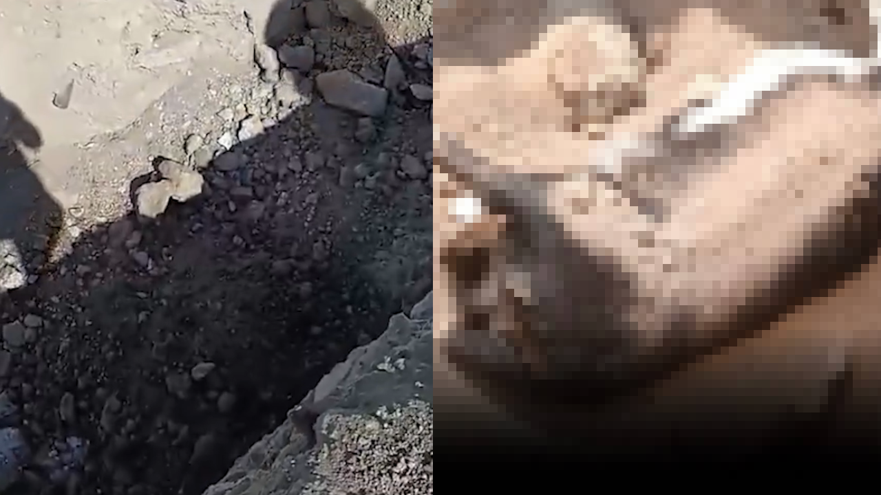 Niğde Belediyesi’nden Katliam İddiasına Tepki Çeken Açıklama: Bu Görüntülerin Neresi 'Vicdana Uygun'!
