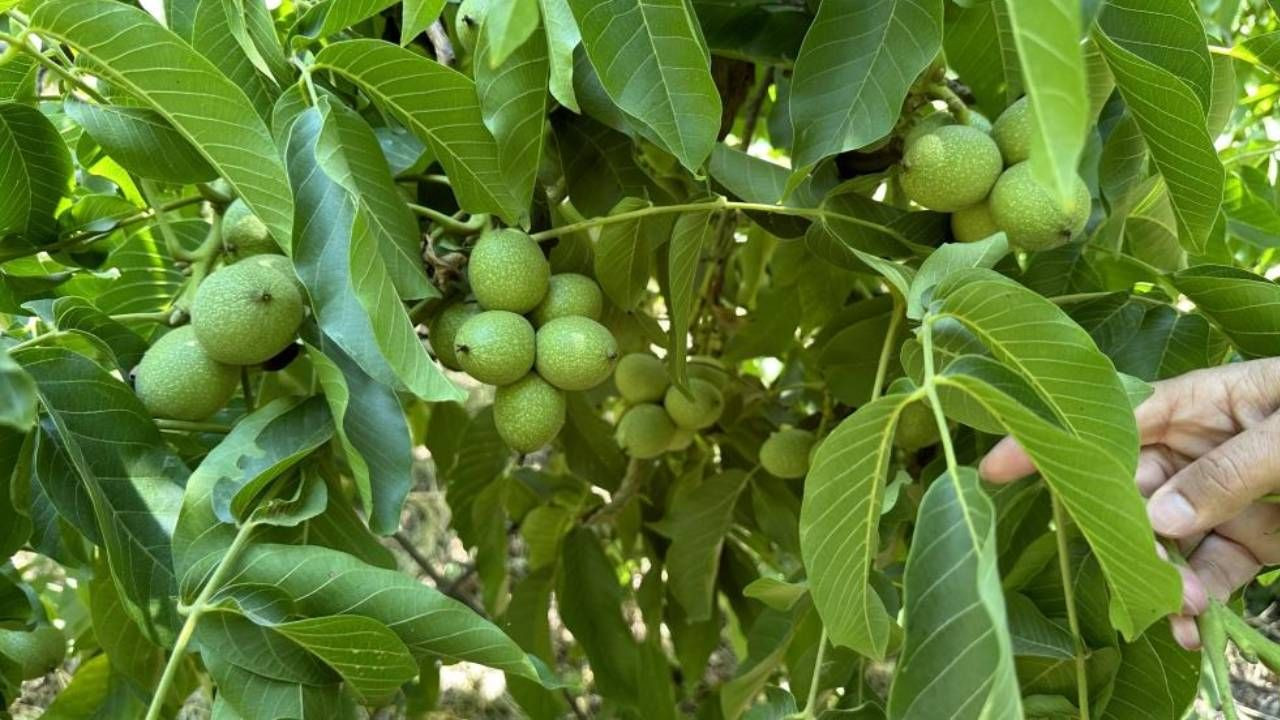 Kuru Dağdan Orman Yarattı: 20 Yılın Emeği, Her Yıl Oluk Oluk Ceviz Akıyor - Resim: 1