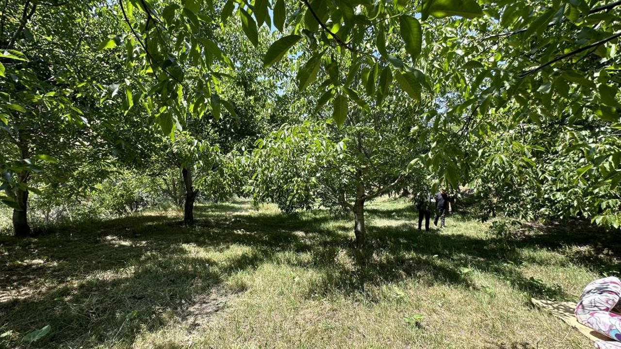 Kuru Dağdan Orman Yarattı: 20 Yılın Emeği, Her Yıl Oluk Oluk Ceviz Akıyor - Resim: 3