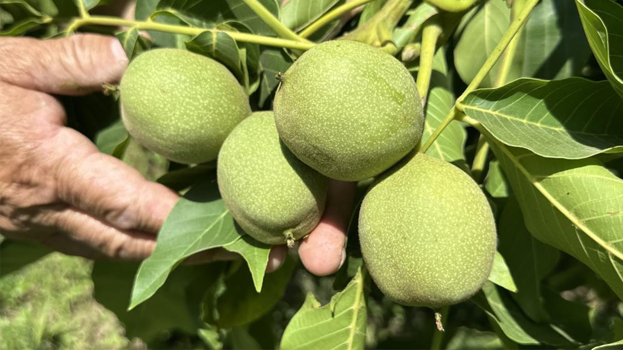 Kuru Dağdan Orman Yarattı: 20 Yılın Emeği, Her Yıl Oluk Oluk Ceviz Akıyor - Resim: 4