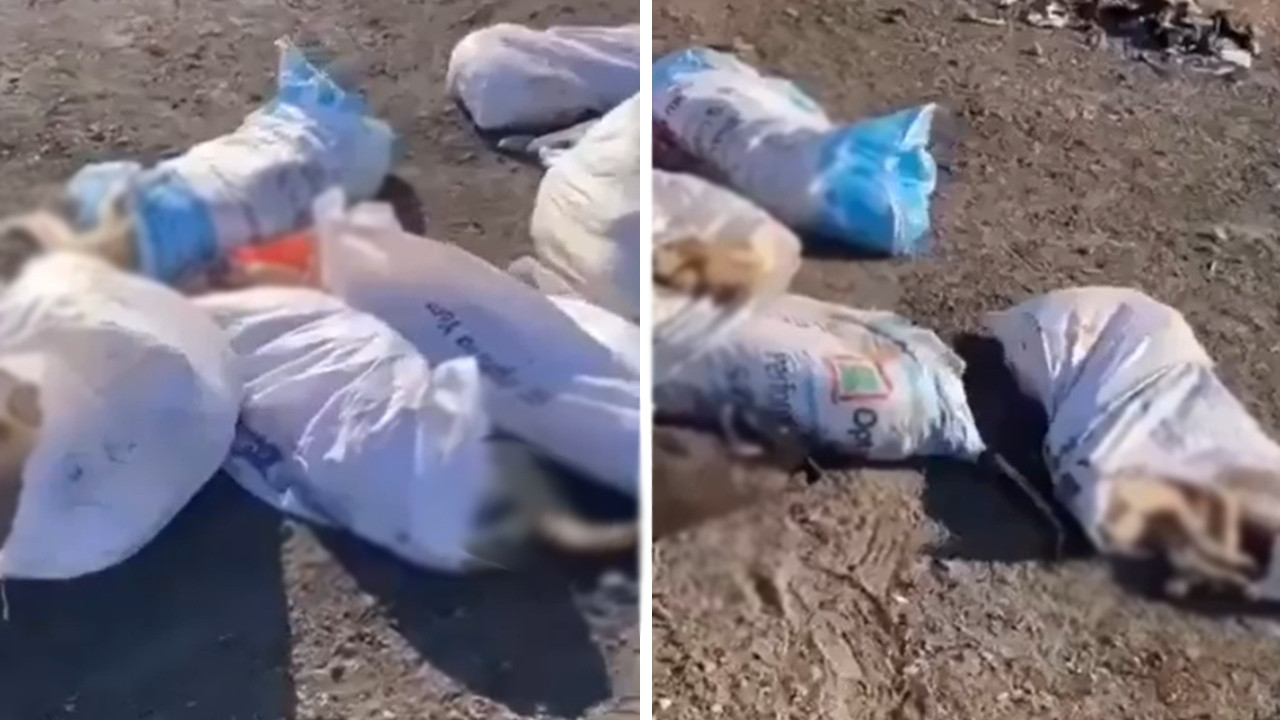 Niğde ve Ankara'dan Sonra Bir Katliam İddiası Daha: Edirne'de Köpekleri Öldürüp Çöplüğe Attılar!