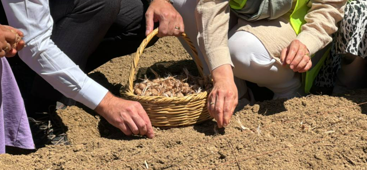 Ağustosta Ekilip Hasadı Ekimde Yapılıyor: Altın Kadar Değerli Her Derde Deva - Resim: 1