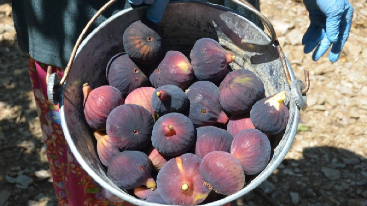 Antalya’da Sabahın İlk Saatlerinde Kaliteli Hasadı Başladı: 8 Tanesi 1 Kilo, Fiyatı 100 TL - Resim: 2