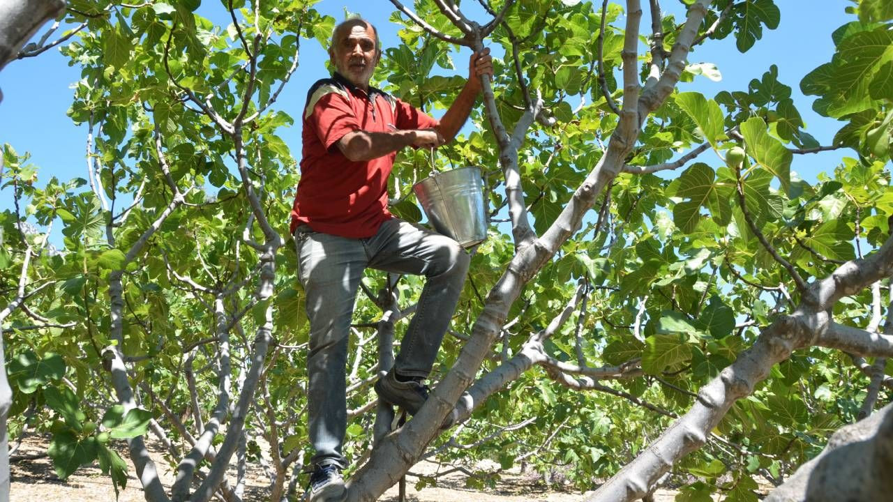 Antalya’da Sabahın İlk Saatlerinde Kaliteli Hasadı Başladı: 8 Tanesi 1 Kilo, Fiyatı 100 TL - Resim: 3