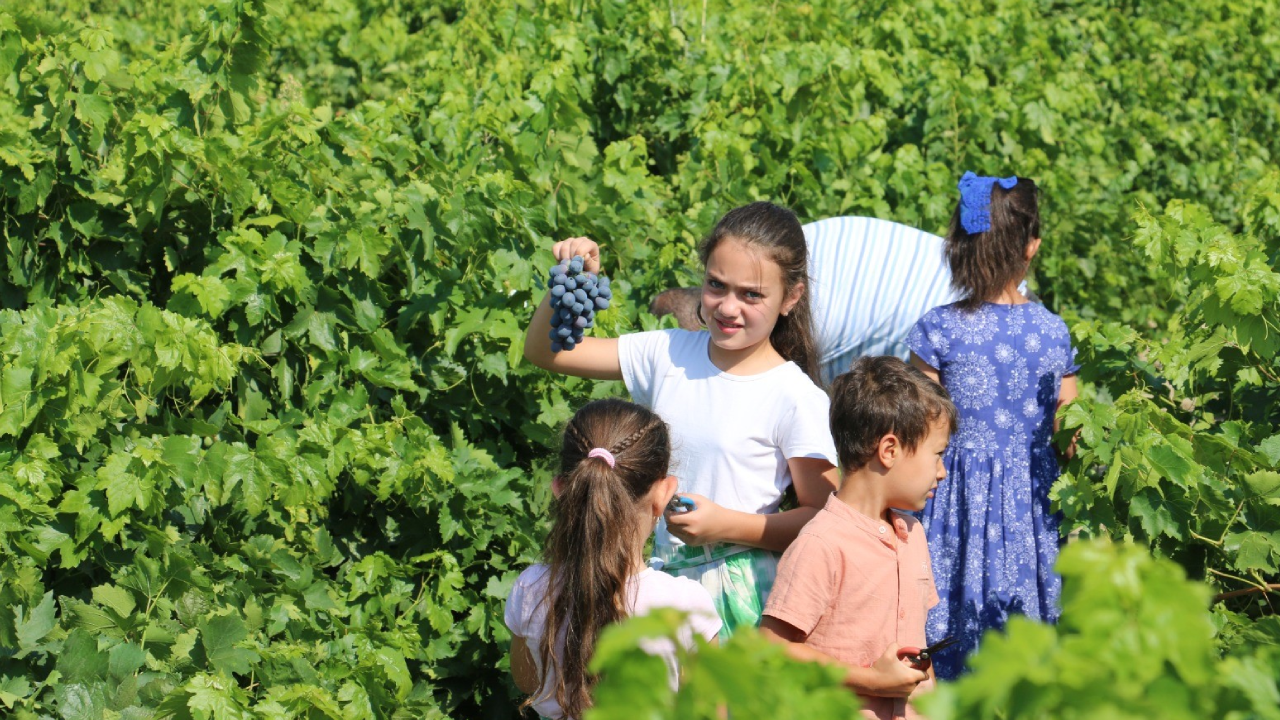 Türkiye'de Sadece Erzincanlılar Biliyor: Kansızlığa İyi Geliyor, Kolesterolü Düzenliyor - Resim: 1