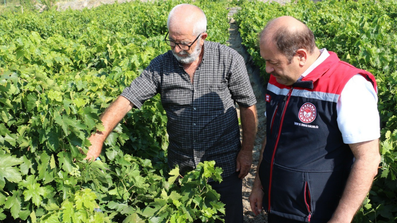 Türkiye'de Sadece Erzincanlılar Biliyor: Kansızlığa İyi Geliyor, Kolesterolü Düzenliyor - Resim: 3