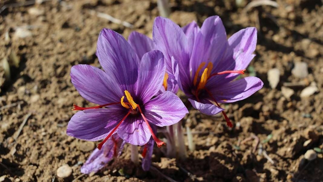 Mühendisliğe Ara Verip Tarlasına Ekti: Gramını 200 Liradan Satarak Köşeyi Döndü - Resim: 3