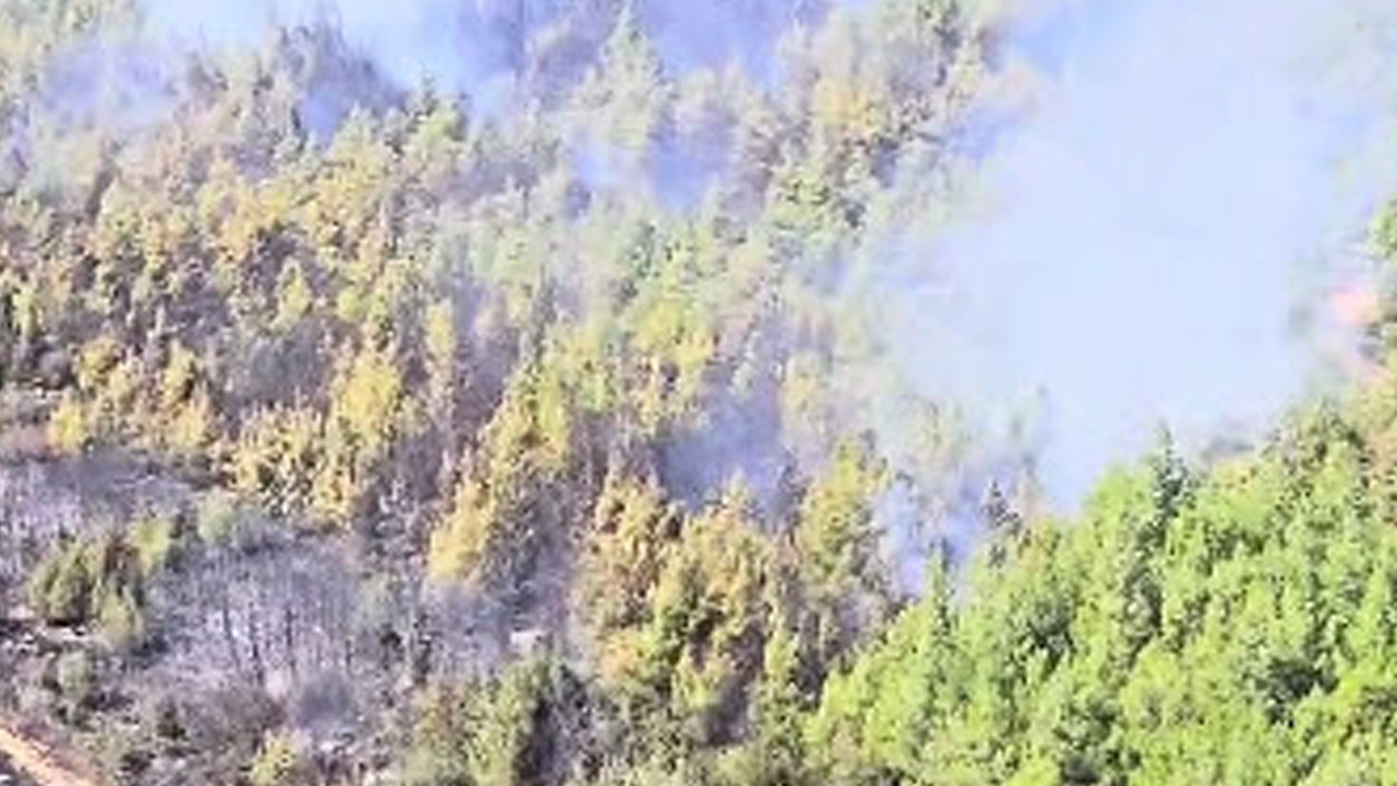 İzmir Bergama'daki Orman Yangını Kontrol Altında