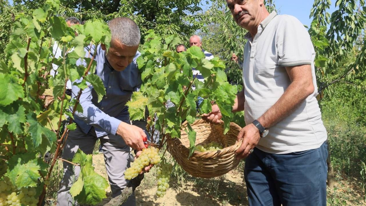 Lezzetiyle Dünyaya Nam Salan Meyvede Hasat Başladı: Bu Sene Bolca Yetişti, Çiftçiler Hasada Yetişemiyor - Resim: 2