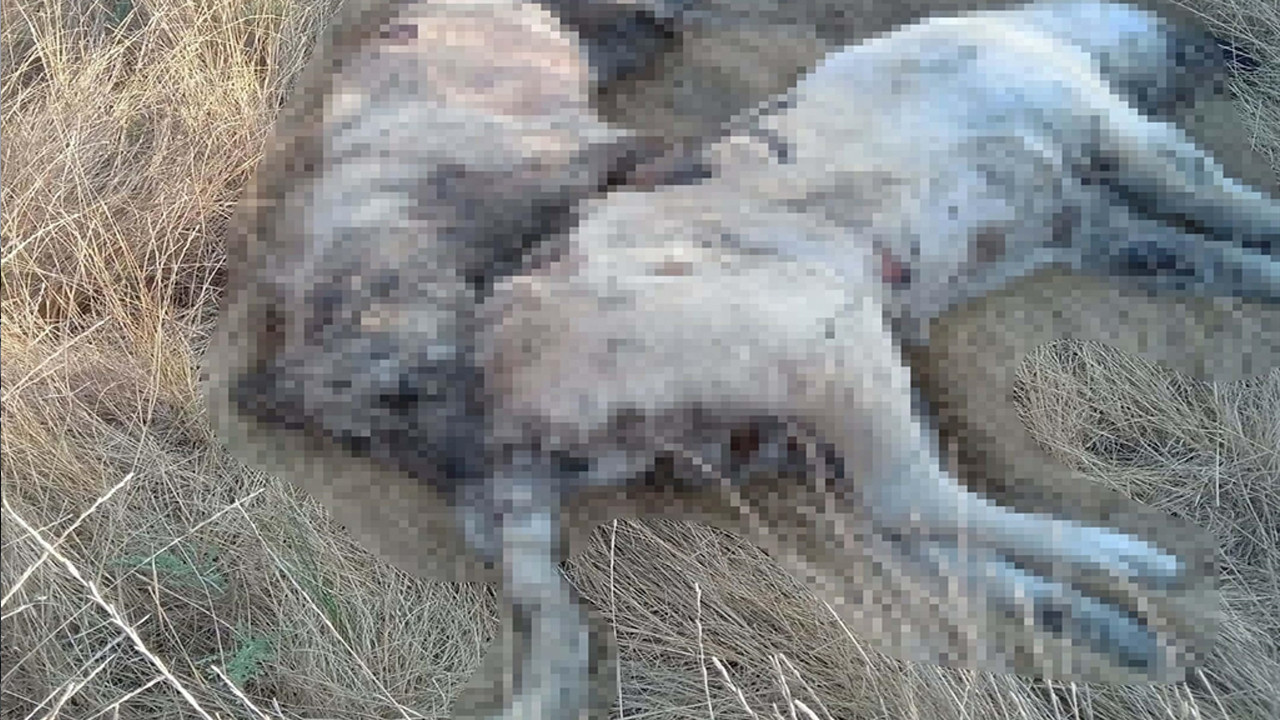 İzmir'de Kedi ve Köpekler Zehirlenerek Öldürüldü! Soruşturma Başlatıldı