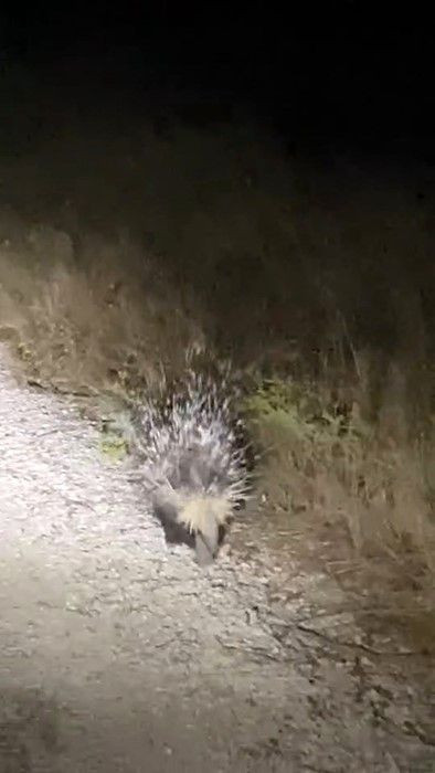 Elazığ'da Oklu Kirpi Görüldü: Bir Anda Ortadan Kayboldu - Resim: 2