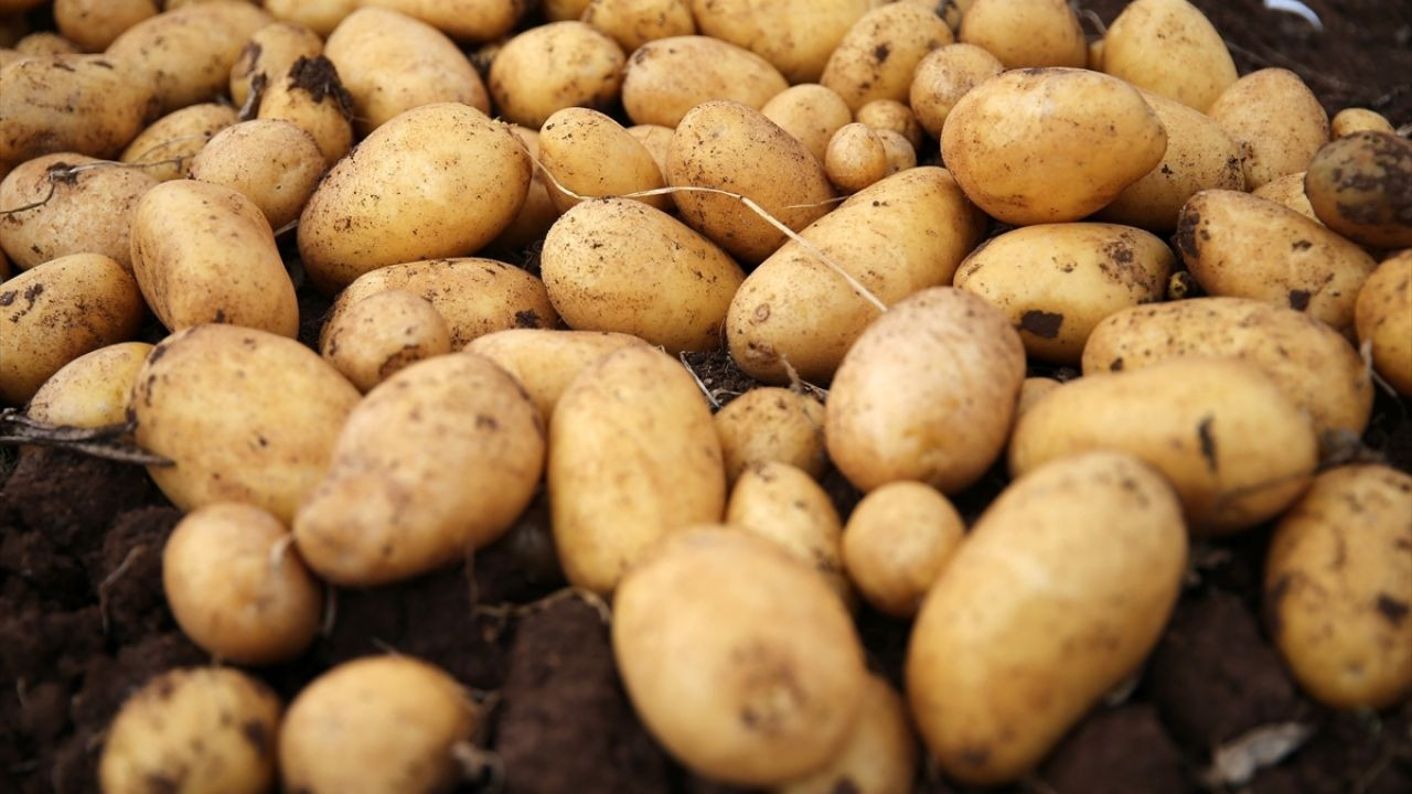 Lezzetli ve Yumuşak Olması İçin Patates Püresine Süt Yerine Bunu Ekleyin - Resim: 3