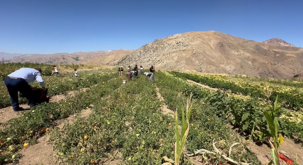 Hakkari’de Hasadına ‘Kadın Eli’ Değdi: Antalya'yı Solladı, Tam 3 Çeşidi Var - Resim: 2