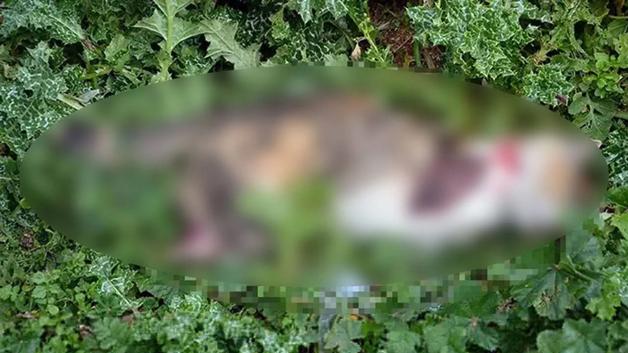Şiddetin Adresi Manisa! Bacakları Kesilmiş Kedi Cesedi Bulundu