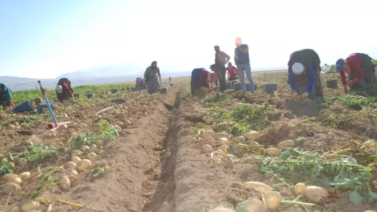 Hasadı 25 Gün Önceden Başladı! Fiyatı 4 Liraya Düştü - Resim: 2