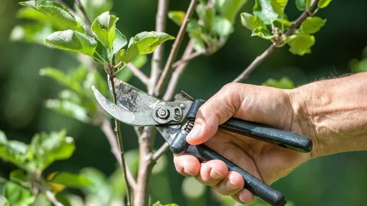 Seneye Hızlı Büyümesi ve Güzel Çiçek Açması İçin Ekim Ayında Budamanız Gereken 3 Ağaç ve Bitki - Resim: 2