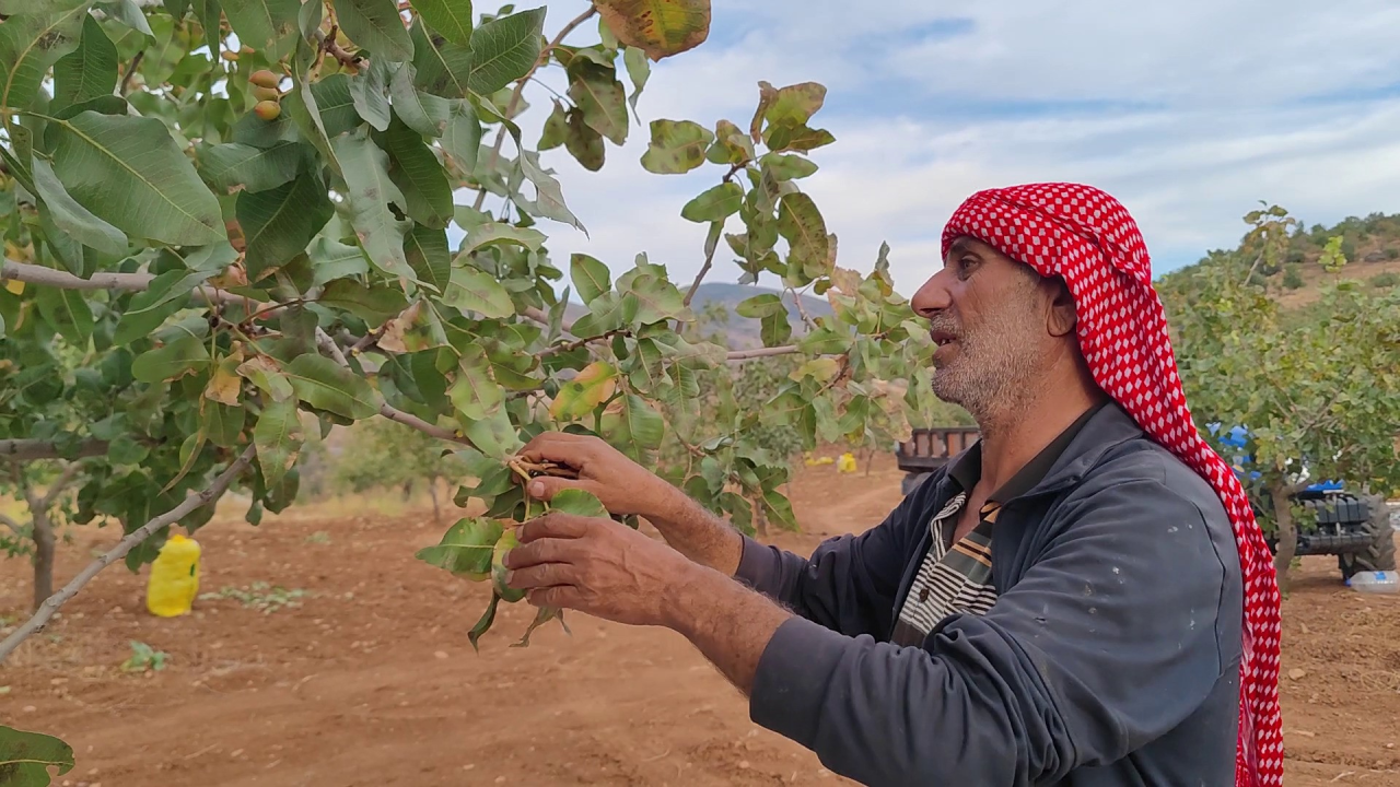 Hasat Başladı, Dallar Taşıyamadı Kırıldı: Çiftçiler Mahsulü Yerlerden Topladı - Resim: 2